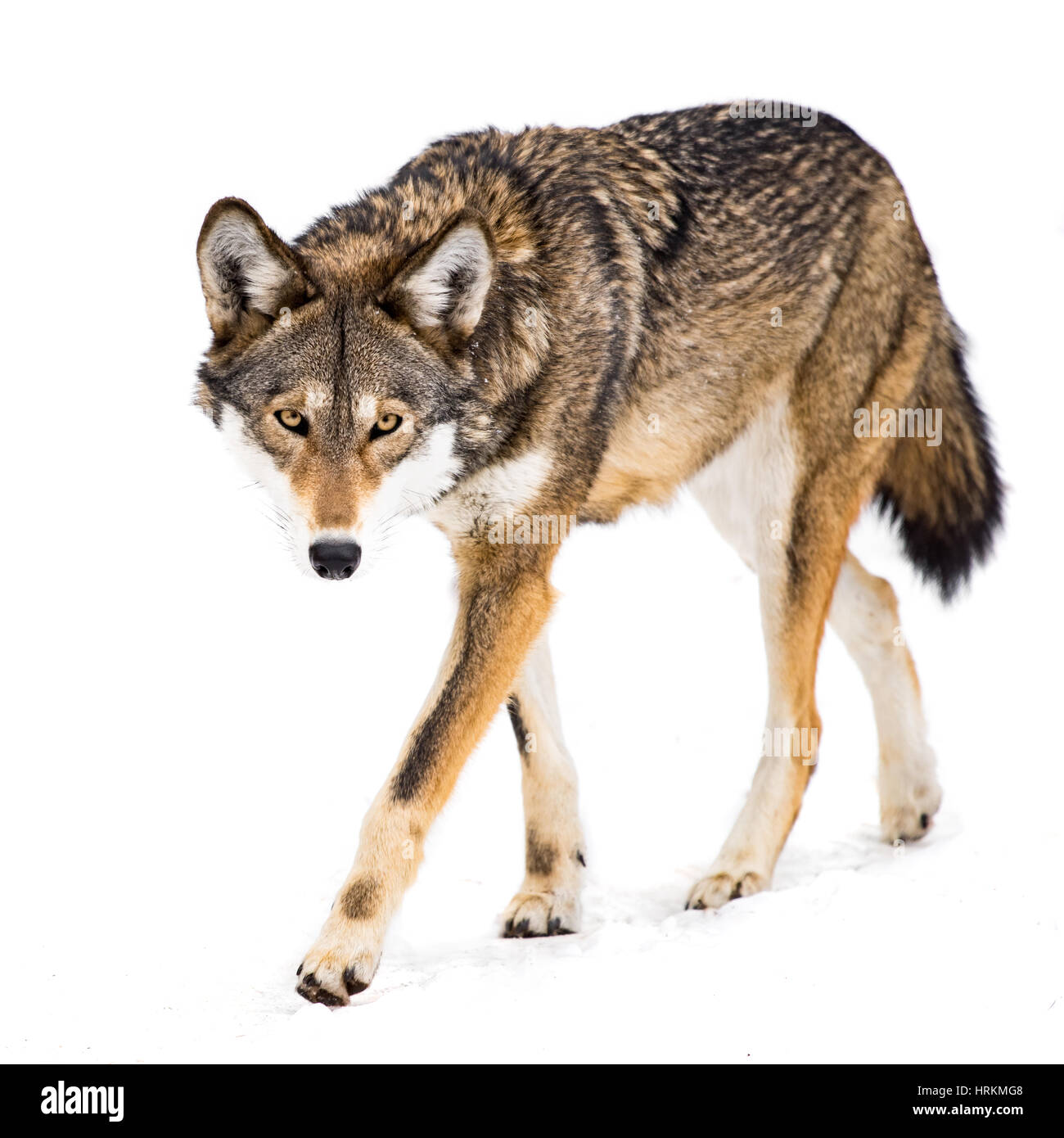 A Female Red Wolf Walking in Snow Stock Photo