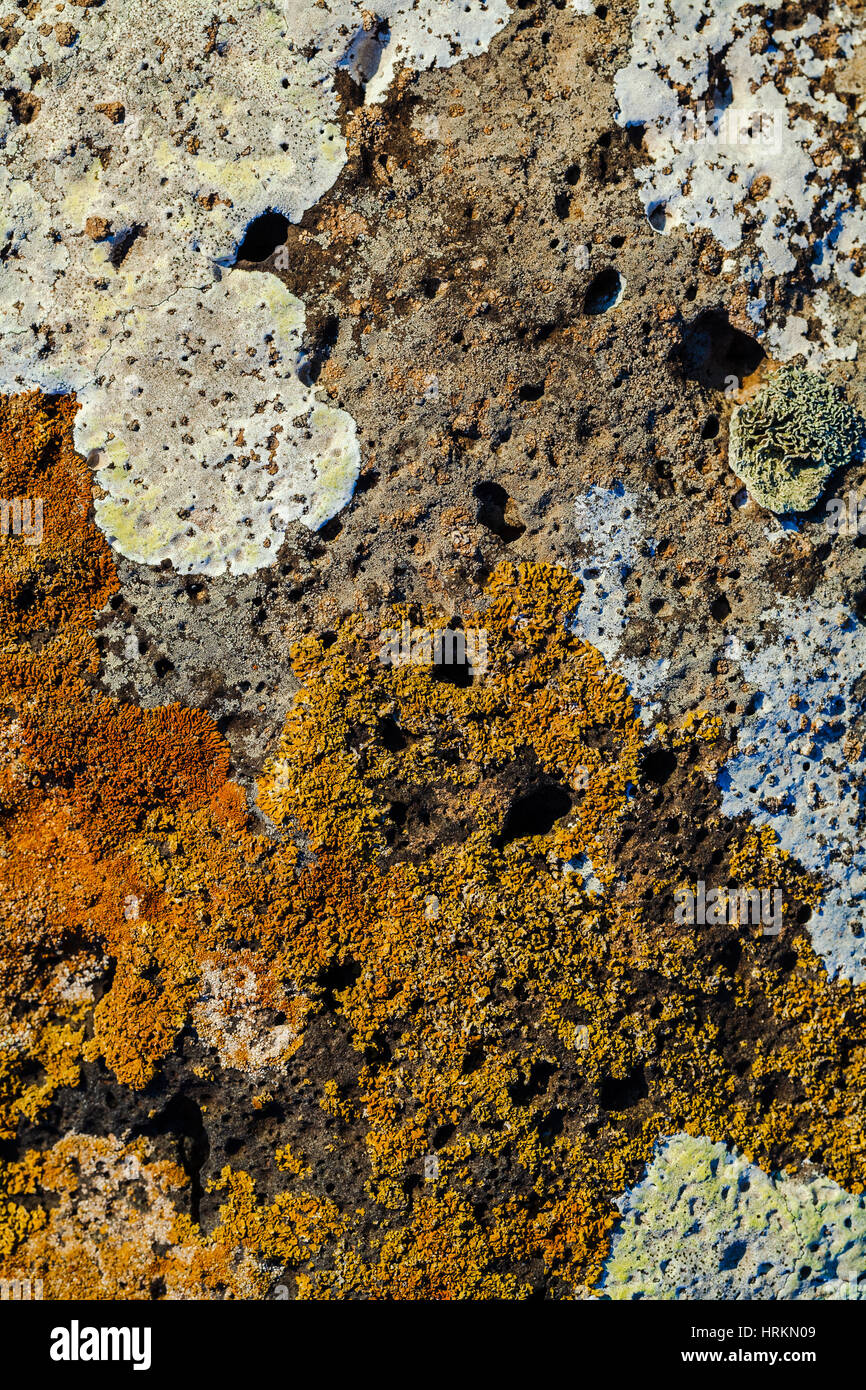 Background image of lichen and moss texture Stock Photo