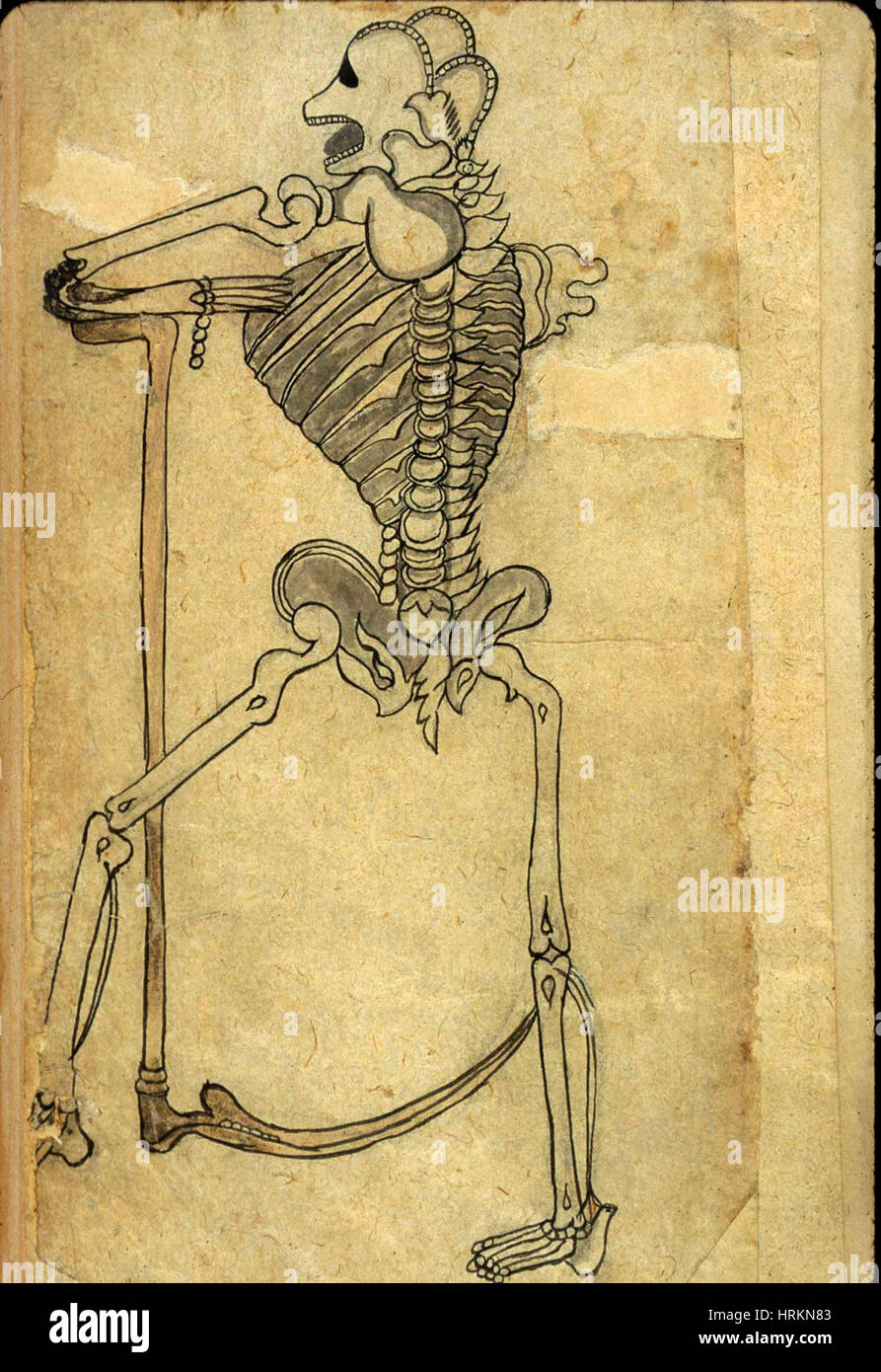 Skeletal Rajib Akbar's Medicine, Persian Anatomical Skeleton Stock Photo - Alamy