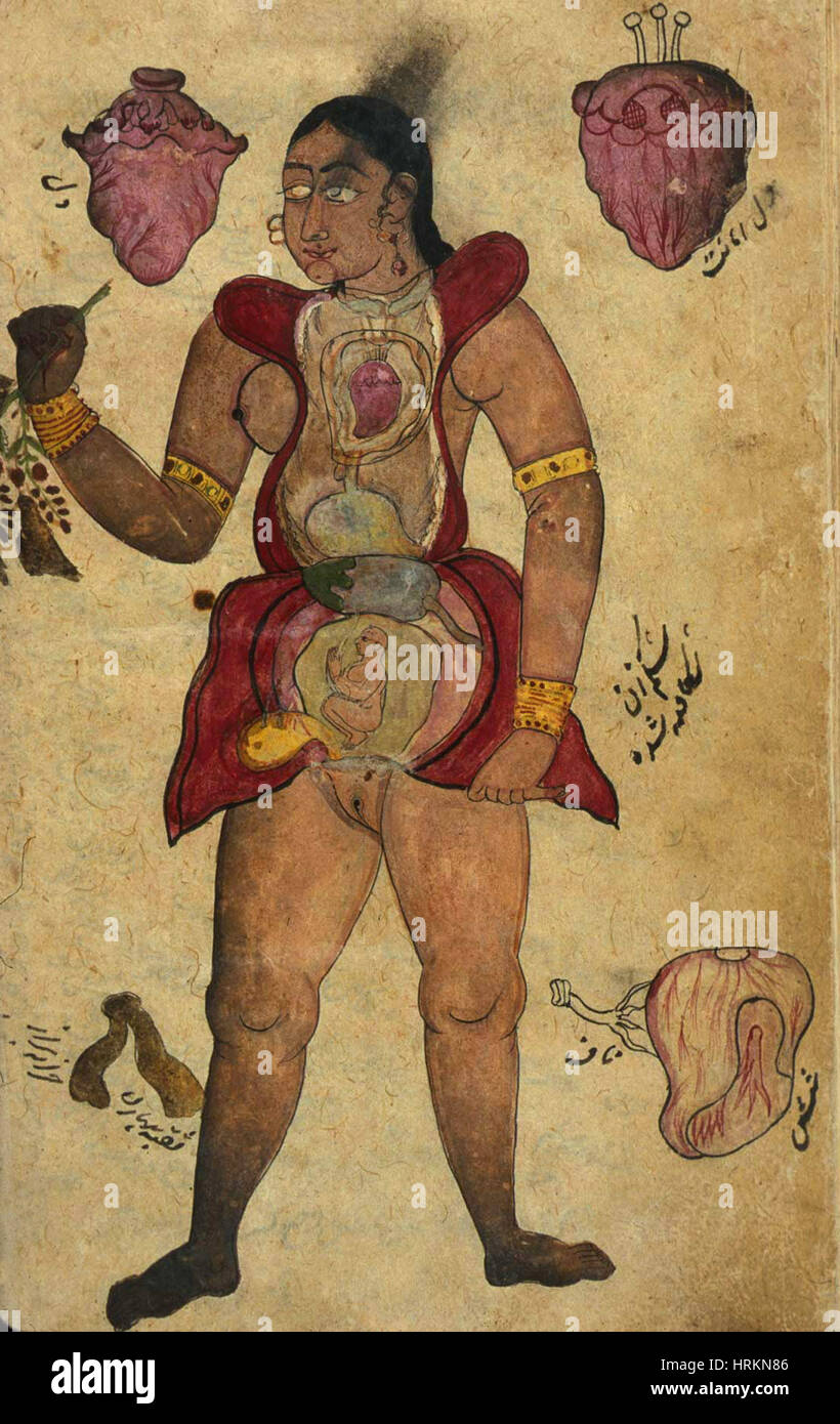 Akbar's Medicine, Persian Anatomical Woman Stock Photo