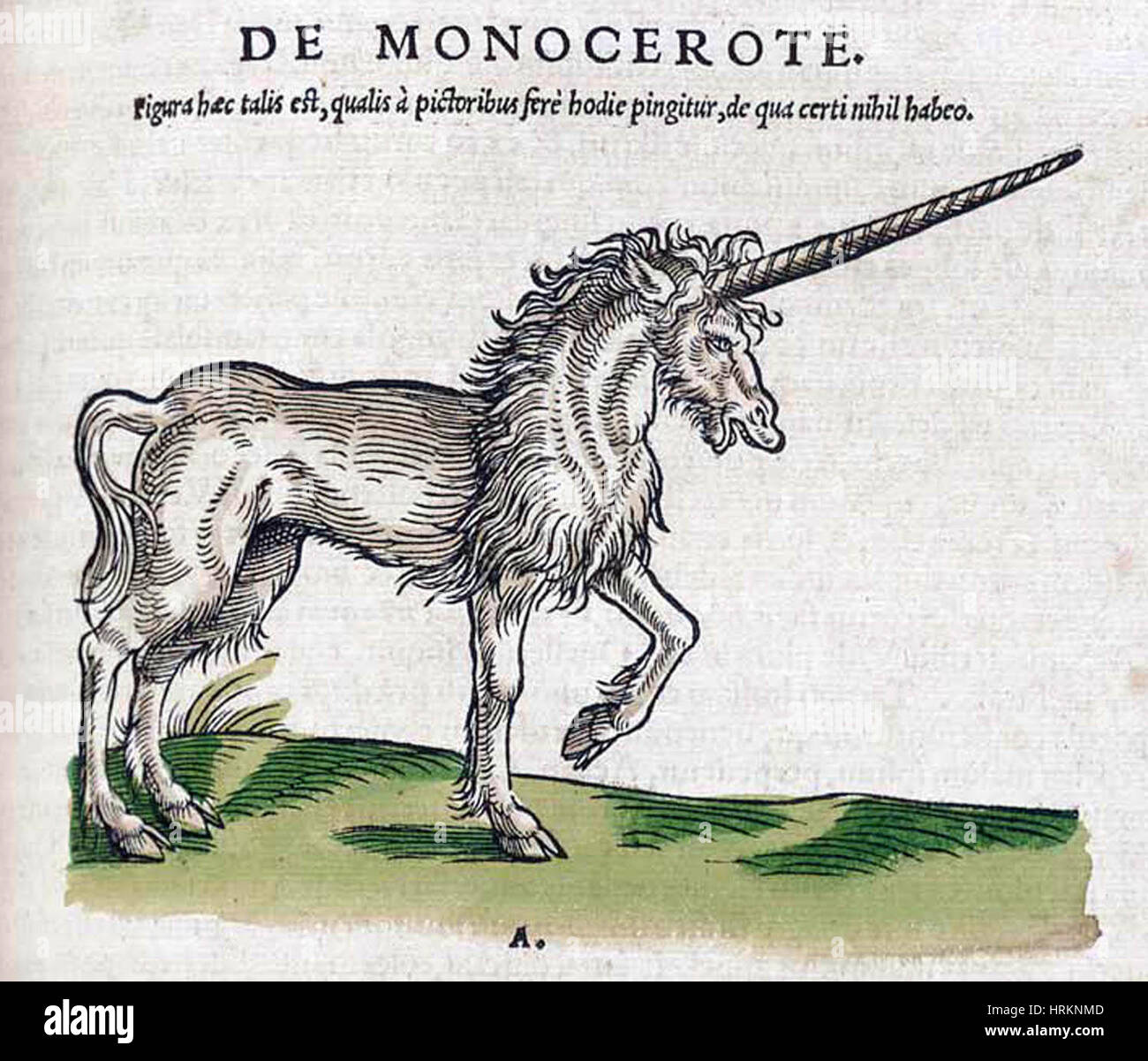 Unicorn, Legendary Creature Stock Photo