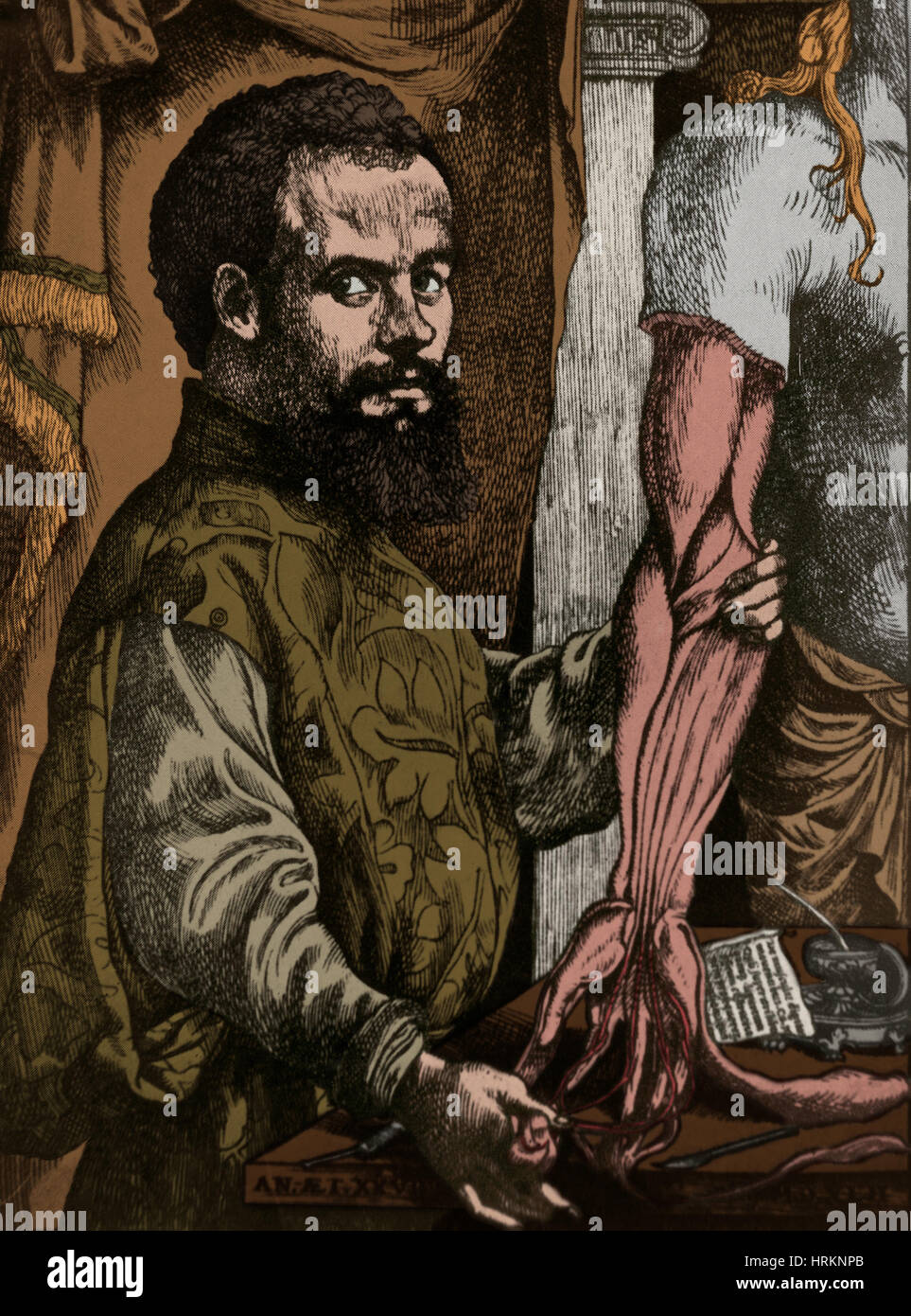 Andreas Vesalius, Flemish Anatomist Stock Photo