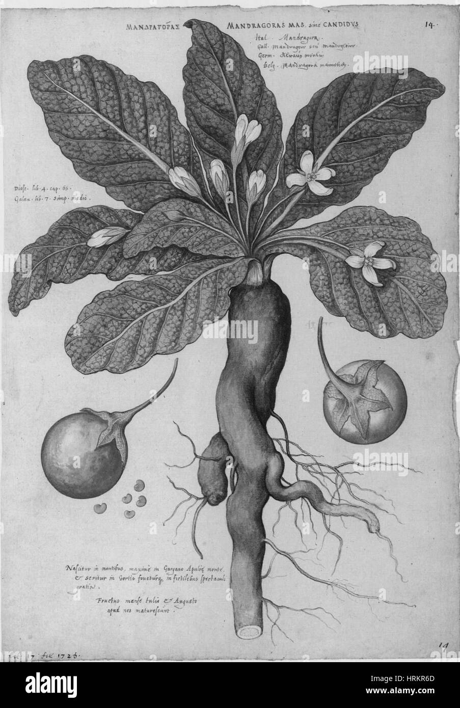 Mandrake Root, Alchemy Plant Stock Photo