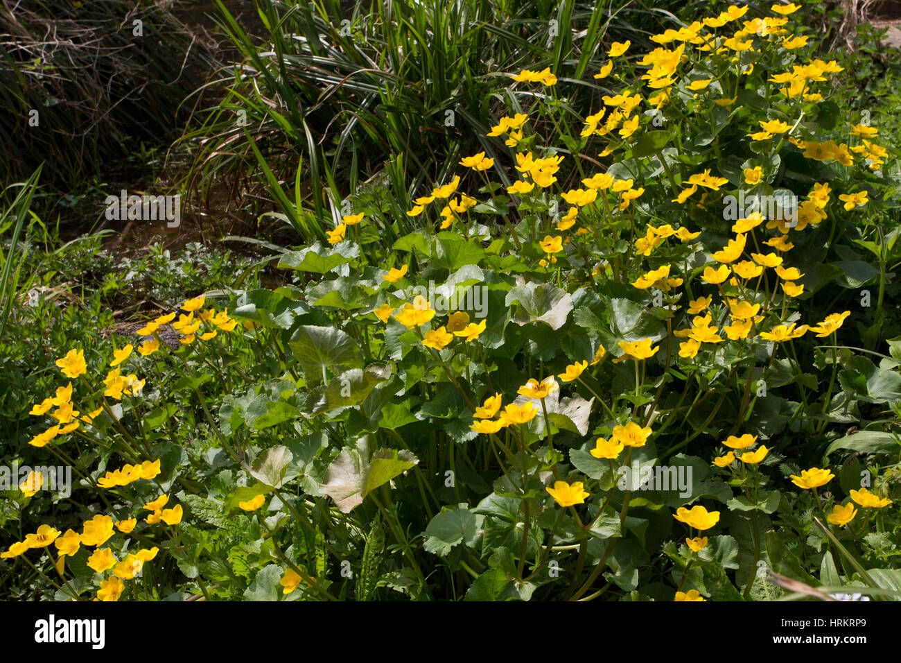Marsh Marigold, Caltha palustris, group of plants growing beside pond