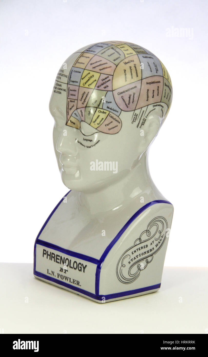 Phrenological model Stock Photo