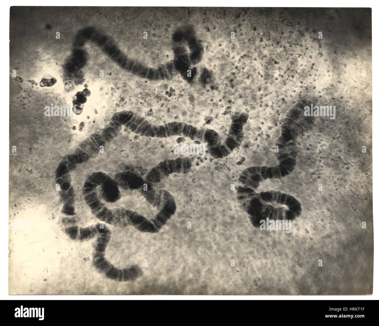 Chromosome Structure, Salivary Glands, Sciara Stock Photo
