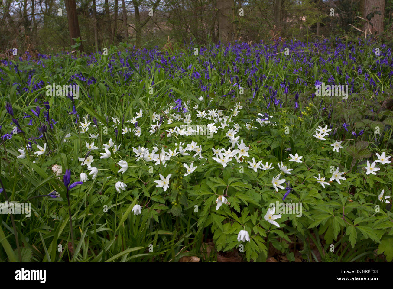 Wood Anemones, Anemone nemorosa, group growing in Bluebell wood in