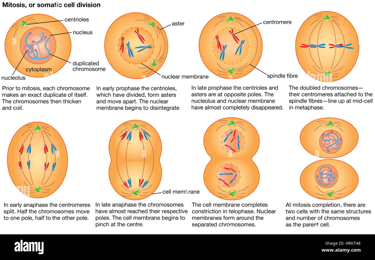 Mitosis, or somatic cell division. Stock Photo