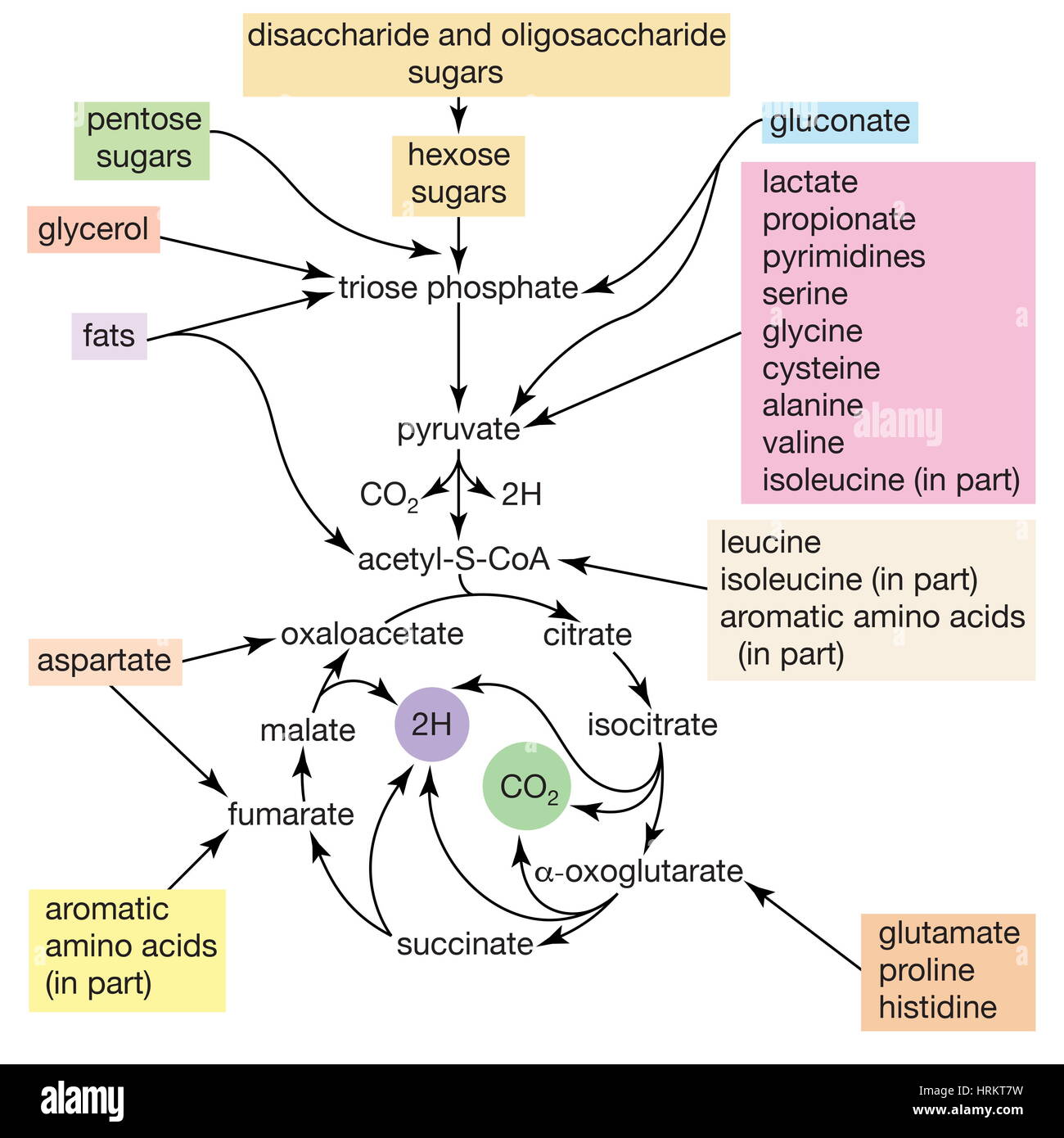 Disaccharide, Escherichia coli metabolism. Pathways for the catabolism of nutrients by Escherichia coli. Stock Photo
