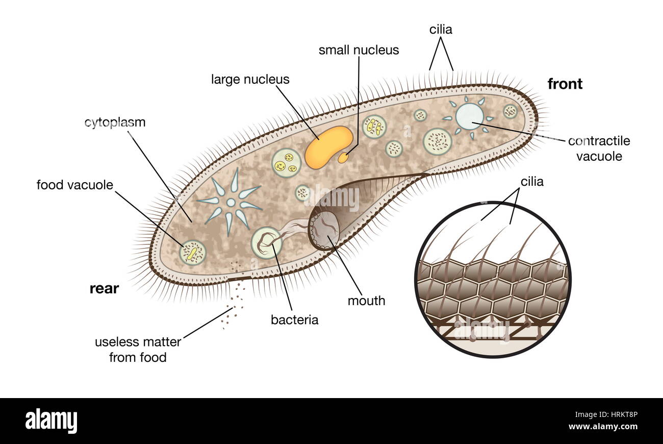 The protozoan called paramecium swims freely in its search for food such as bacteria. It captures the prey with its cilia (also shown enlarged). Stock Photo