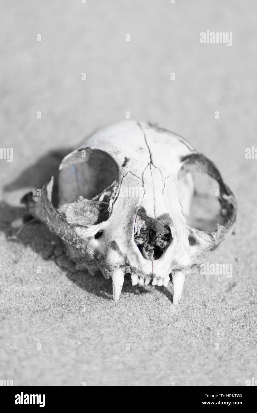 Animals skull Stock Photo