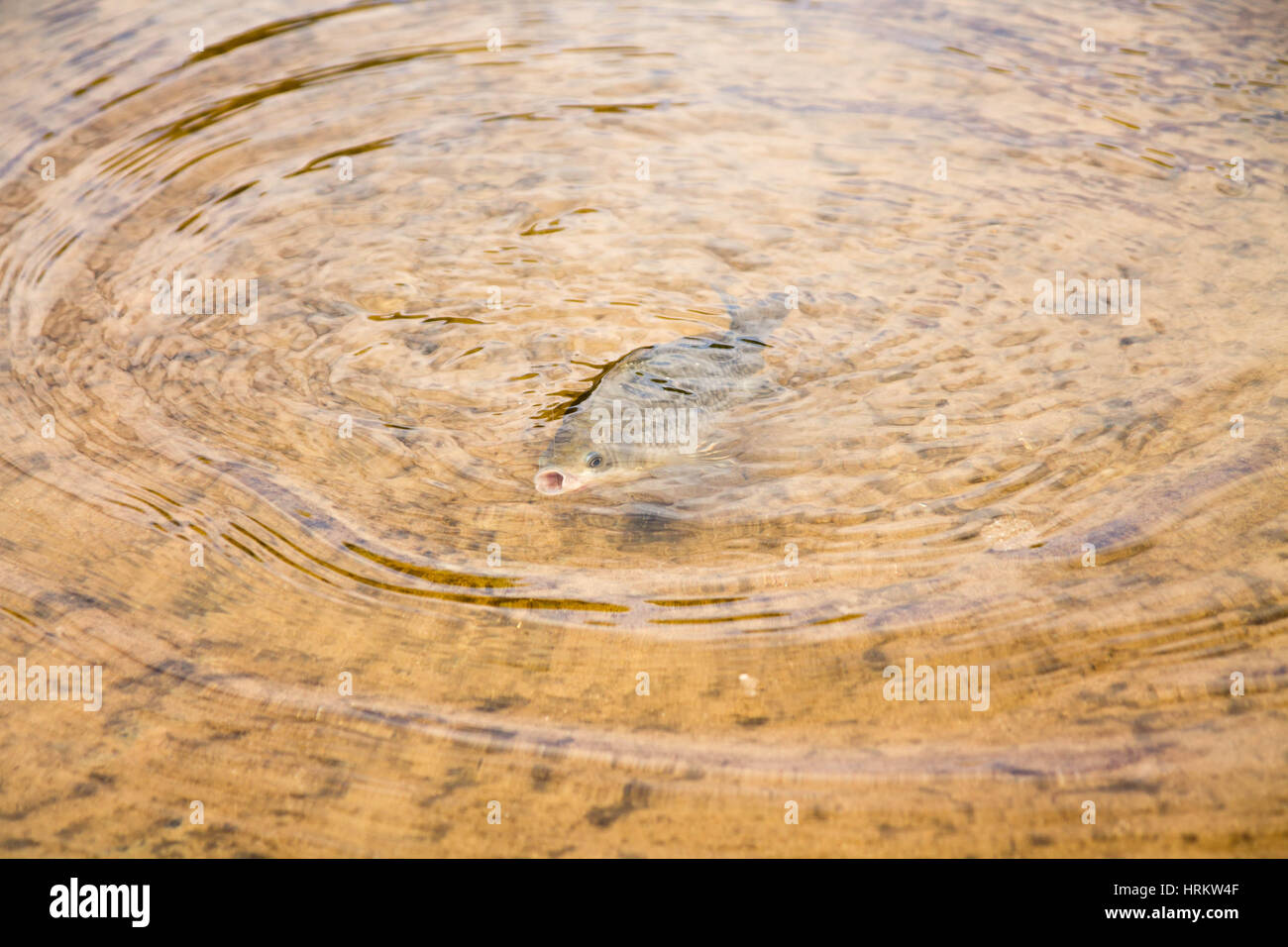 Fish breathe water. Caught fish. Roach in the water Stock Photo Alamy