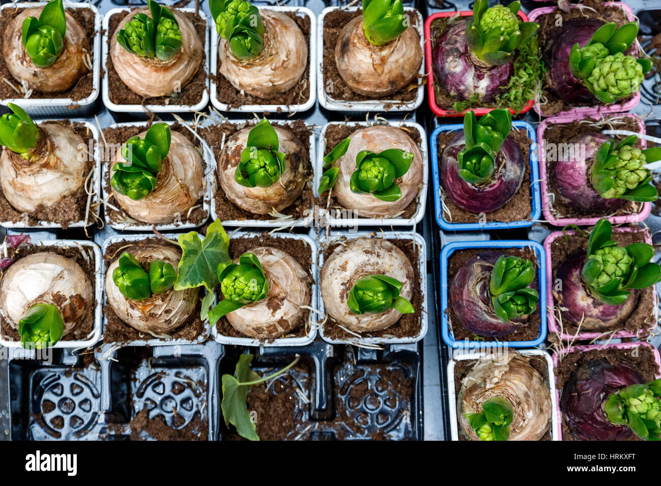 Sprouting hyacinth bulbs on display at Borough Market in London Stock Photo Alamy