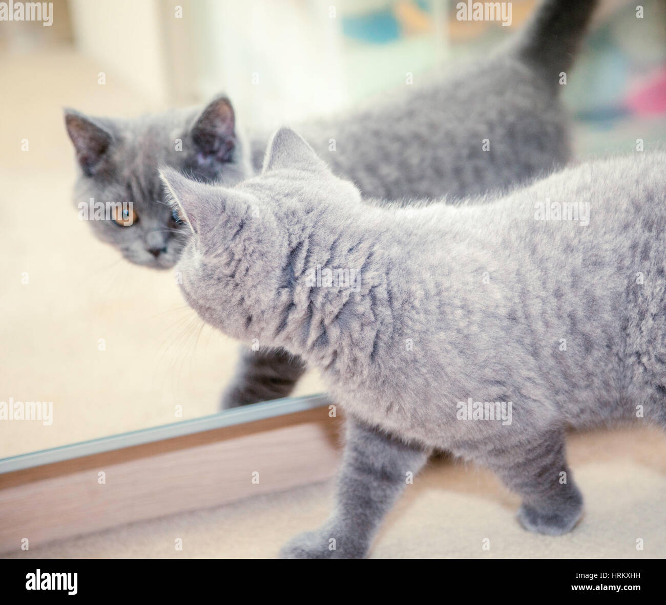 A  pedigree British blue shorthair kitten. Stock Photo