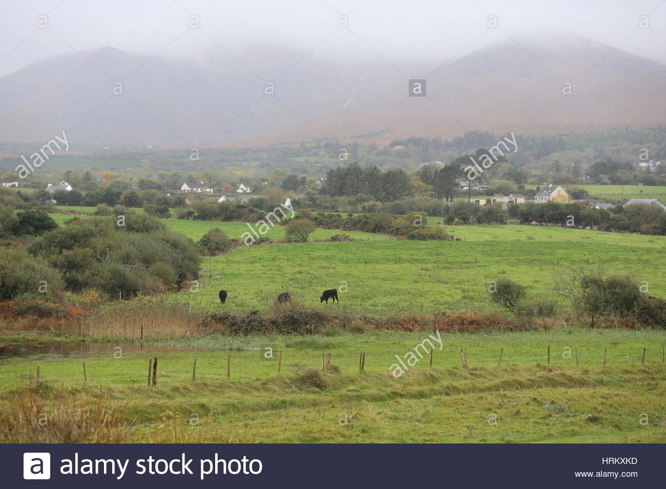 Animals graze in green fields in Ireland. Stock Photo