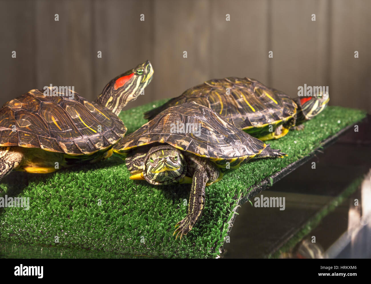 Three redeared sliders, bask on the bridge in aquaterrarium Stock