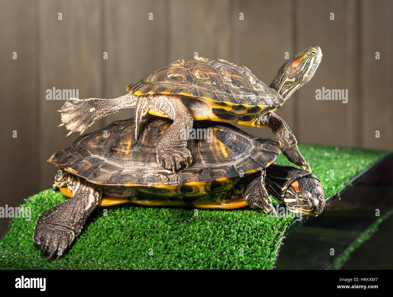 Two redeared sliders on the bridge with artificial grass are basking under a lamp Stock Photo