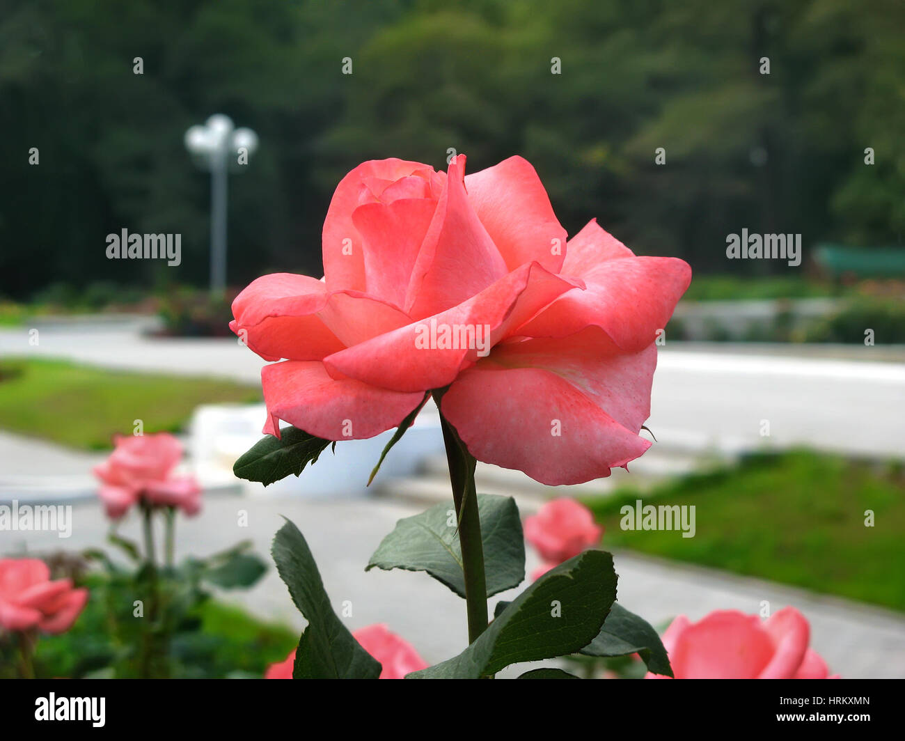 Beautiful pink rose in a garden Stock Photo - Alamy