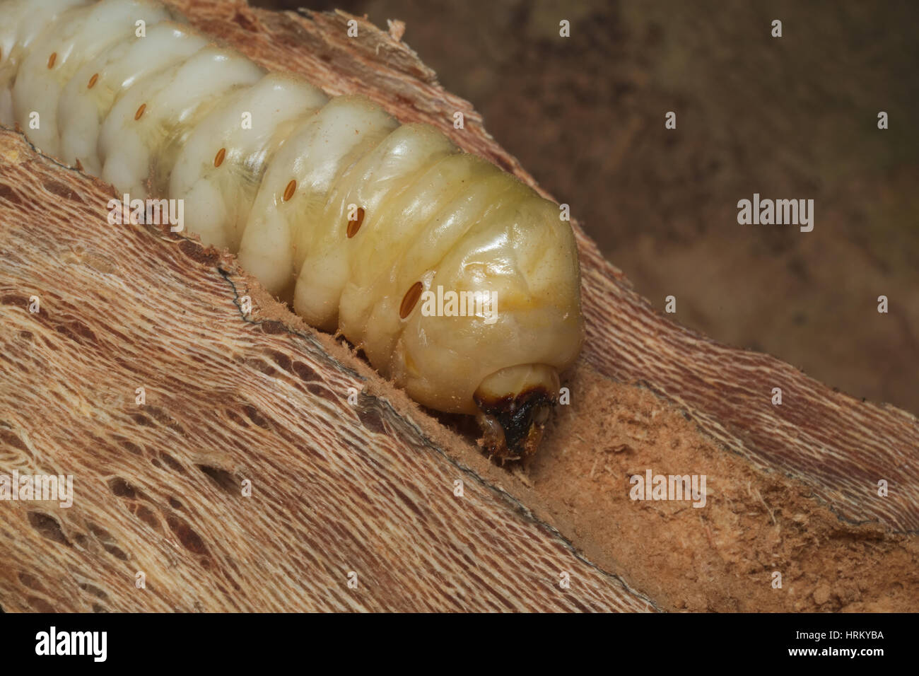 Detail of the head of a larva of  a stag beetle (Lucanus cervus) growing inside dead wood of an old tree Stock Photo