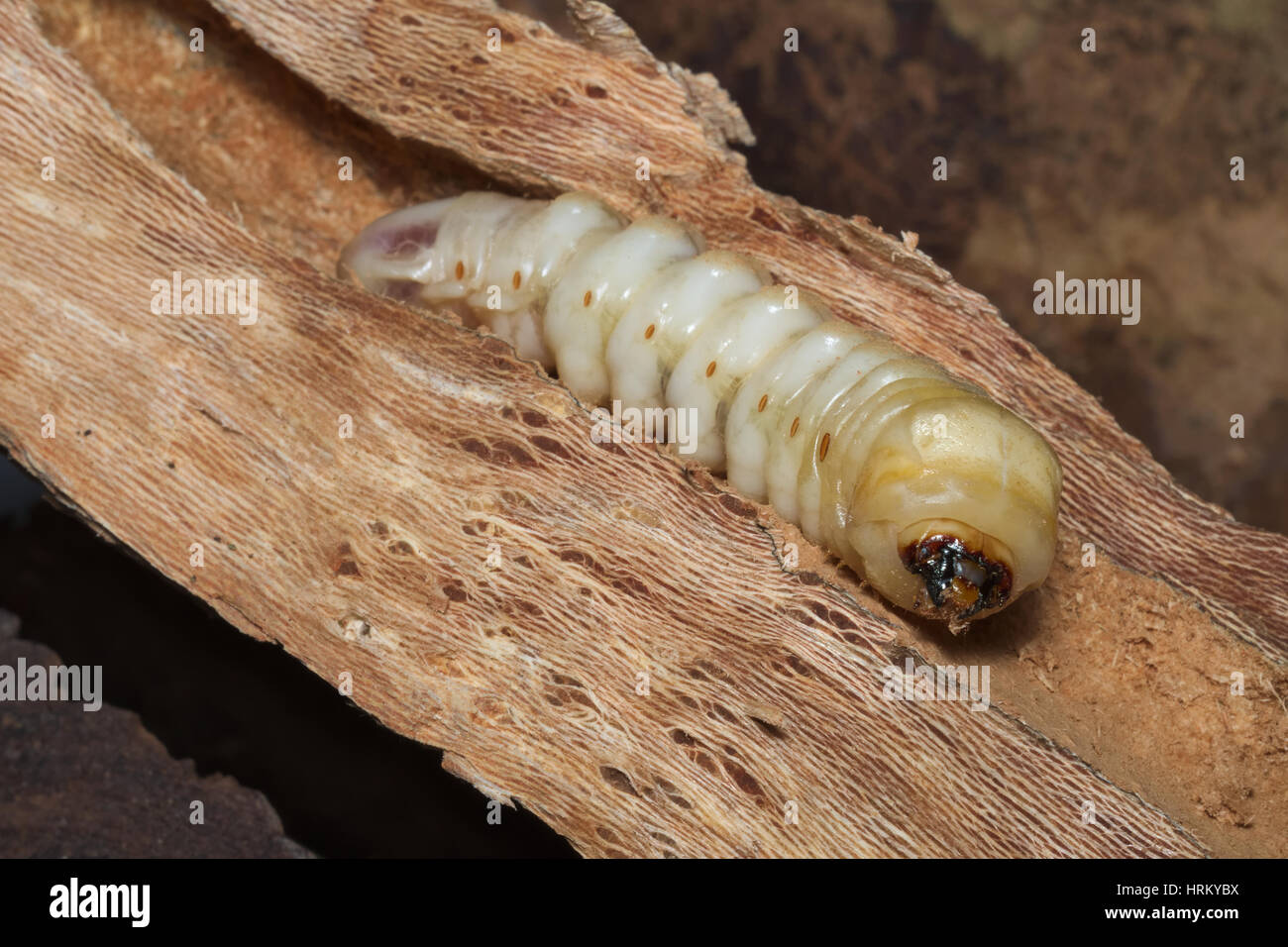 Advanced larval stage of a stag beetle (Lucanus cervus) growing inside dead wood of an old tree Stock Photo