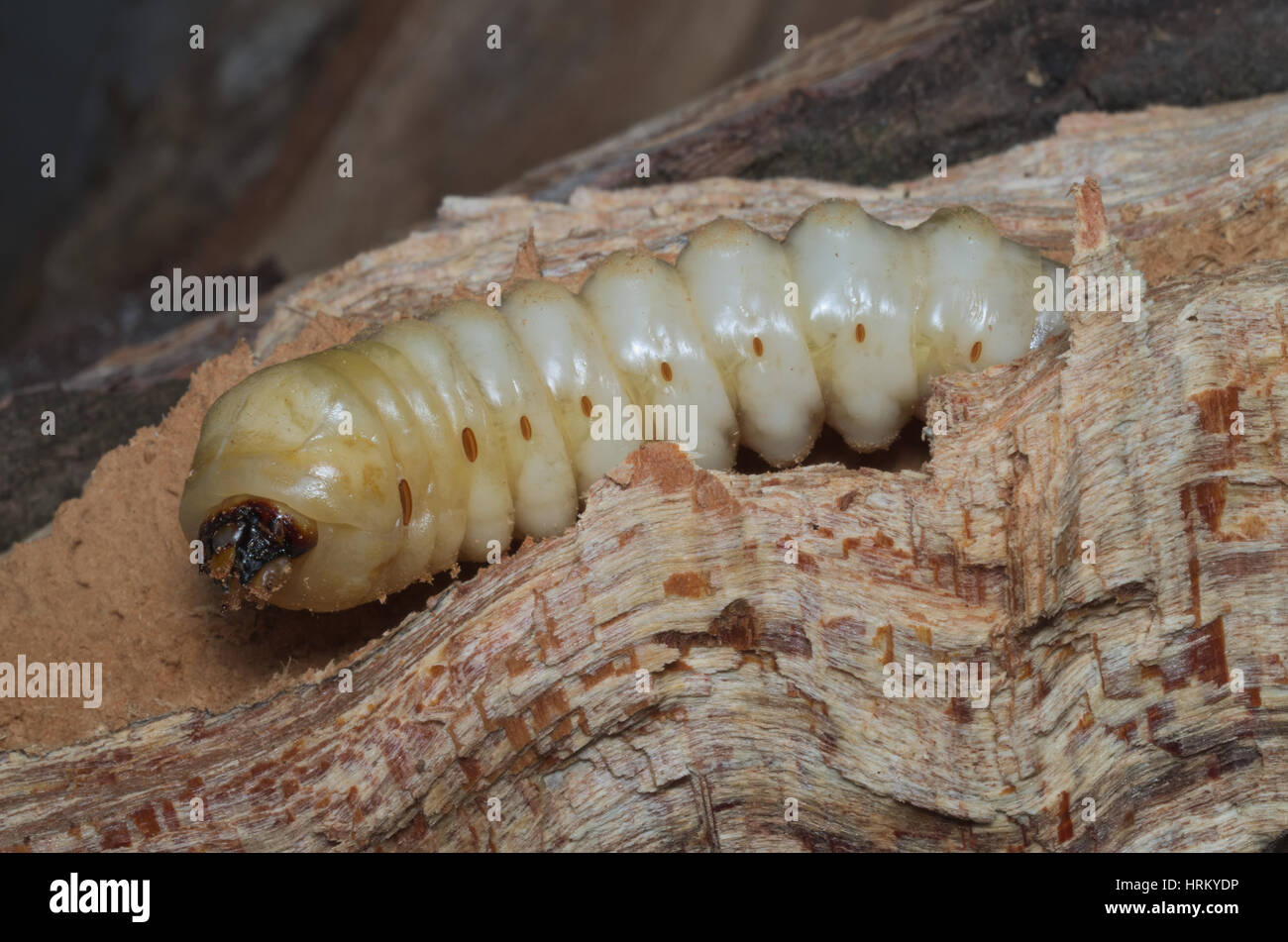 Advanced larval stage of a stag beetle (Lucanus cervus) growing inside dead wood of an old tree Stock Photo