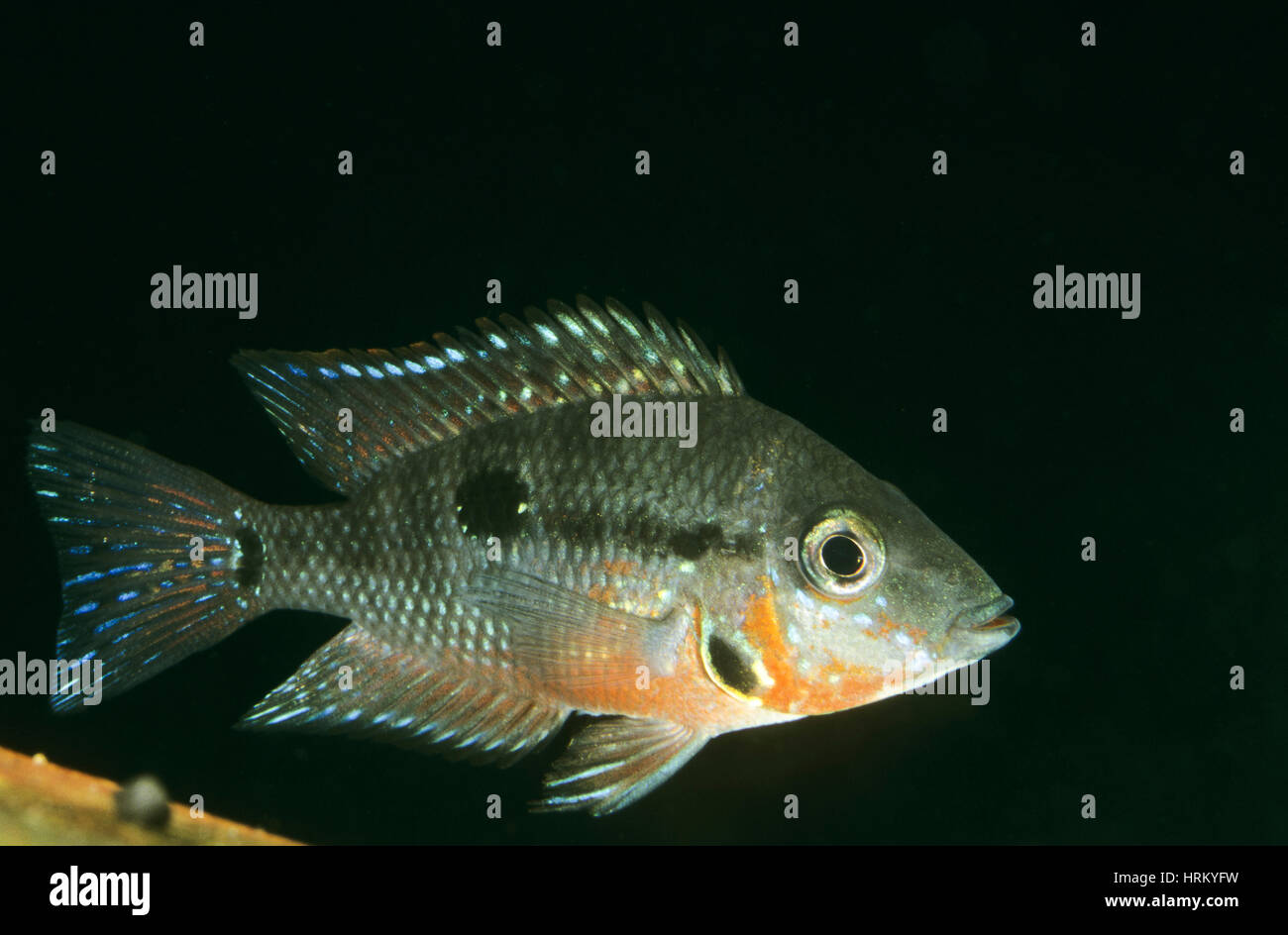 Feuermaulbuntbarsch, Feuermaul-Buntbarsch, Rotbrust-Buntbarsch, Masken-Buntbarsch, Thorichthys meeki, Cichlasoma meeki, Cichlasoma hyorhyncum, Thorich Stock Photo