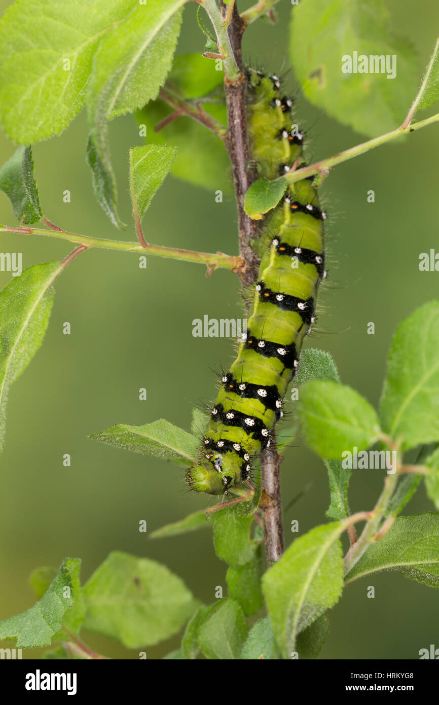 Saturniidae moth caterpillar hi-res stock photography and images - Alamy