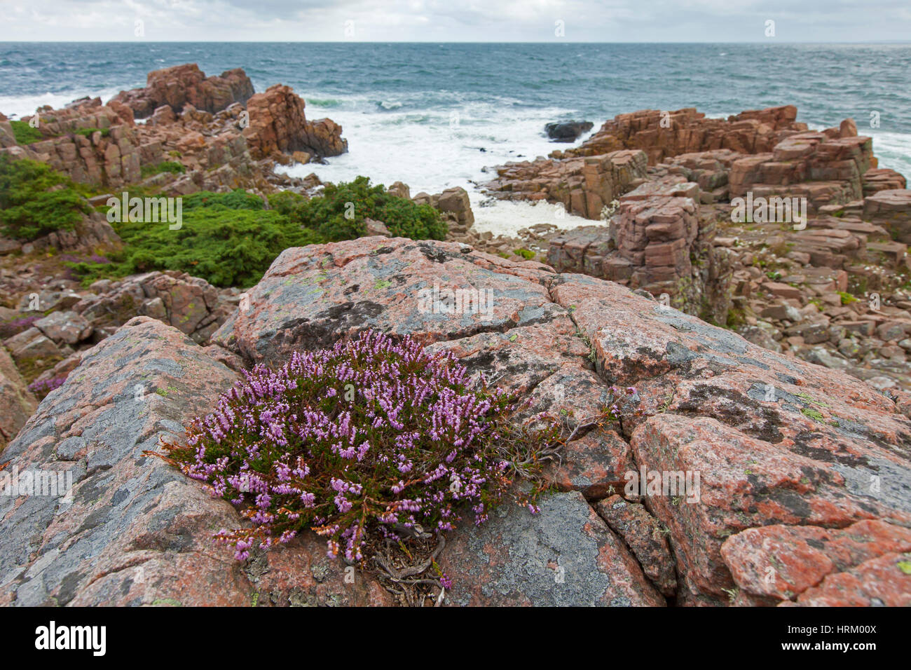 Common heather /  ling (Calluna vulgaris) on rocky coast of Hovs Hallar, nature reserve along the Baltic Sea on the Bjäre Peninsula, Skåne / Scania, S Stock Photo