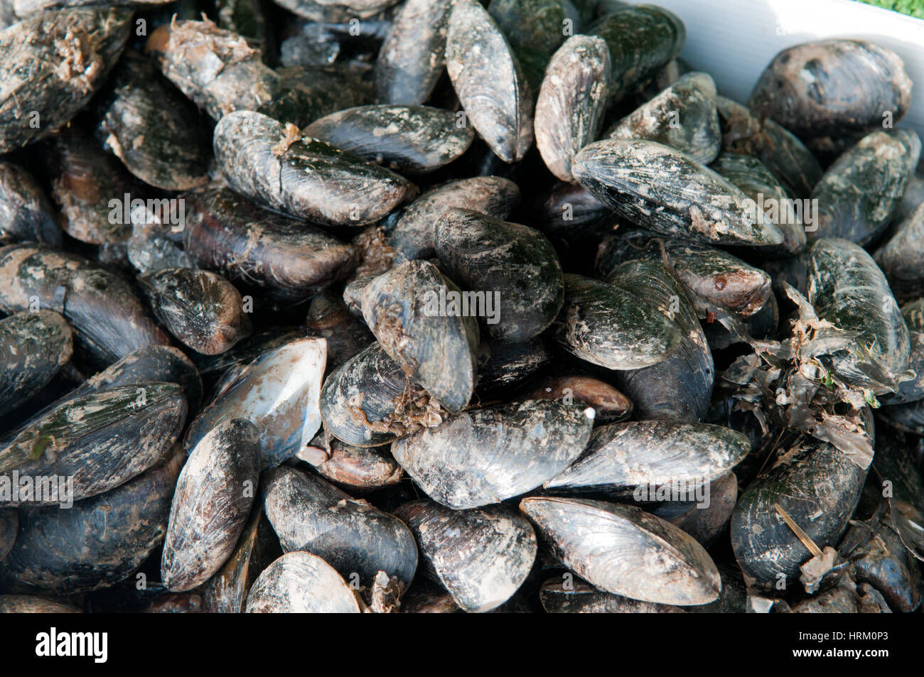 Live mussels hires stock photography and images Alamy