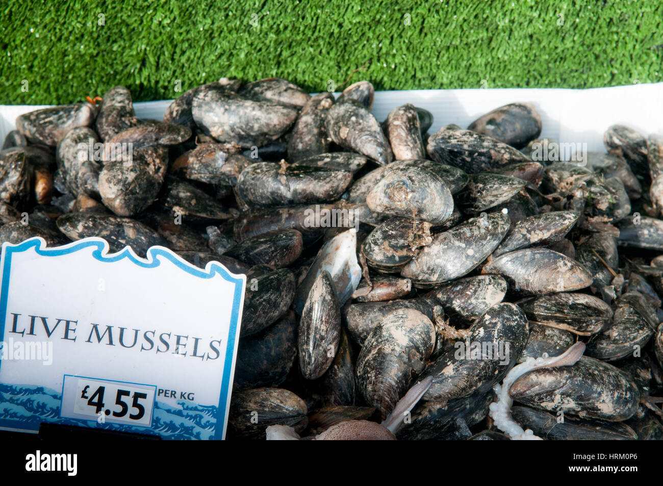 Live mussels hi-res stock photography and images - Alamy
