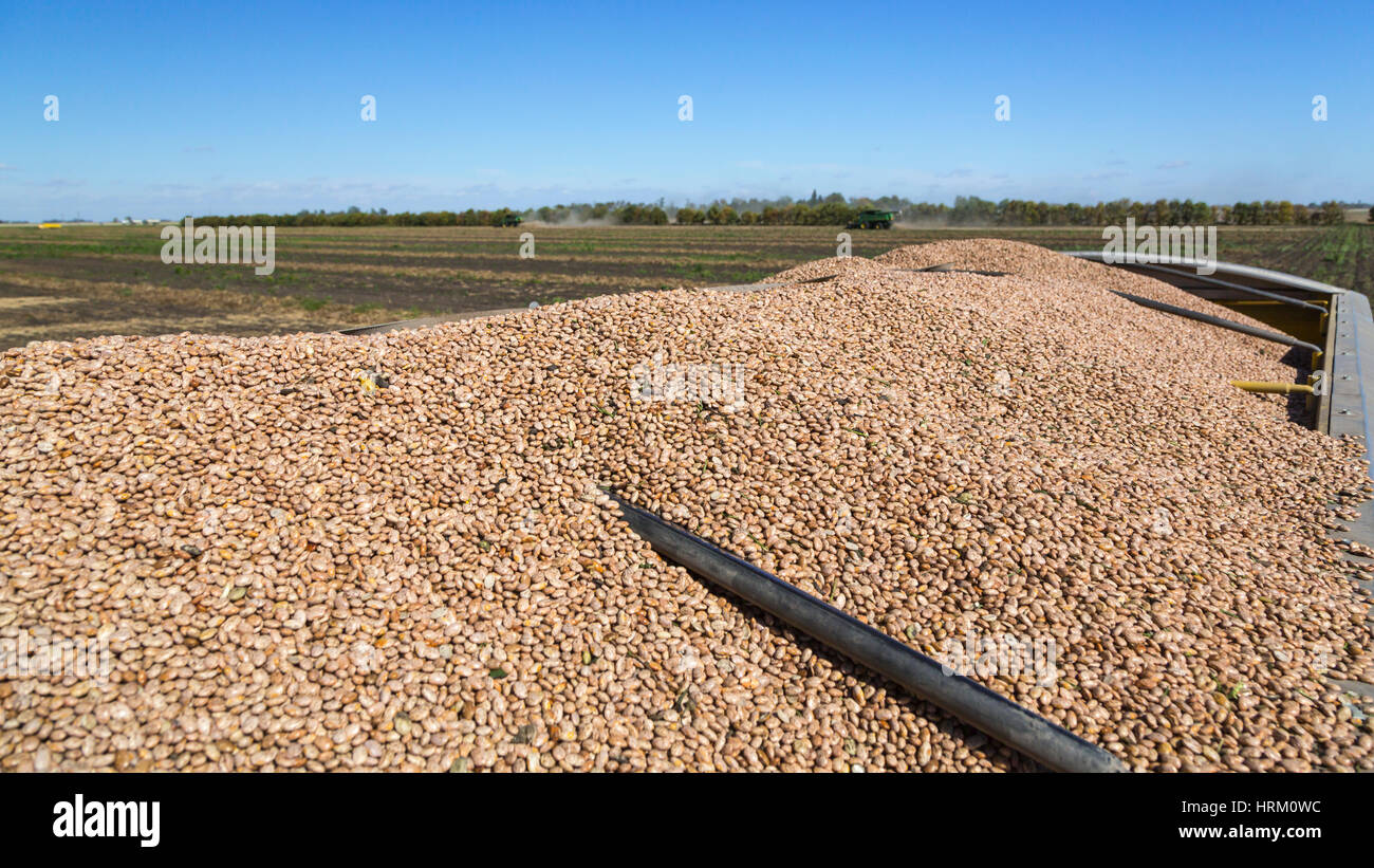 A truck full of edible bean pulse crop at the Froese Farm near Winkler, Manitoba, Canada. Stock Photo