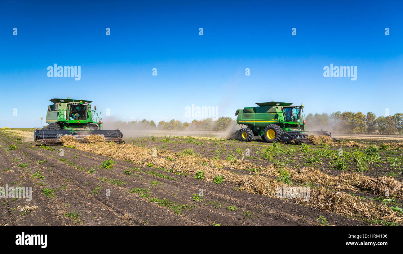 Edible bean pulse crop harvesting at the Froese Farm near Winkler, Manitoba, Canada. Stock Photo