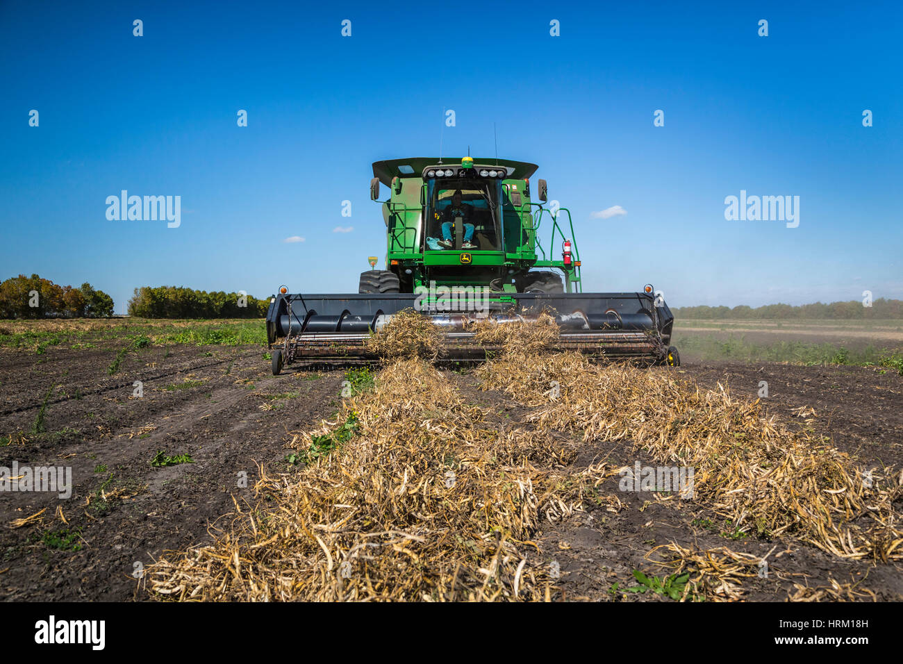 Edible bean pulse crop harvesting at the Froese Farm near Winkler, Manitoba, Canada. Stock Photo