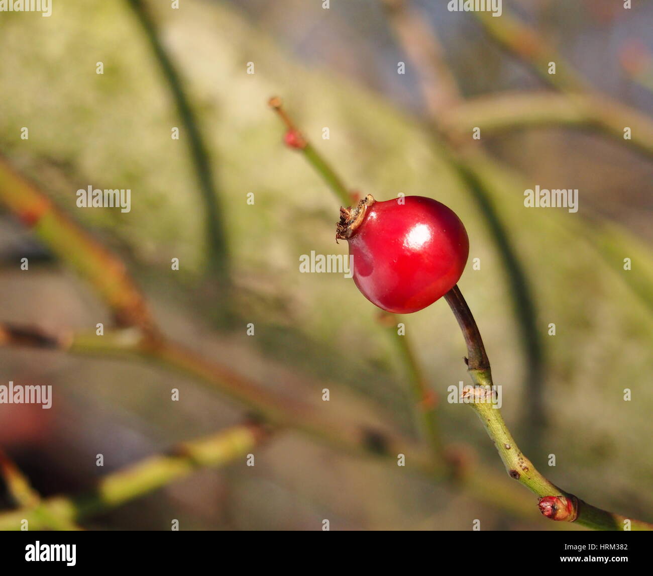 Rose hip in foreground hi-res stock photography and images - Alamy