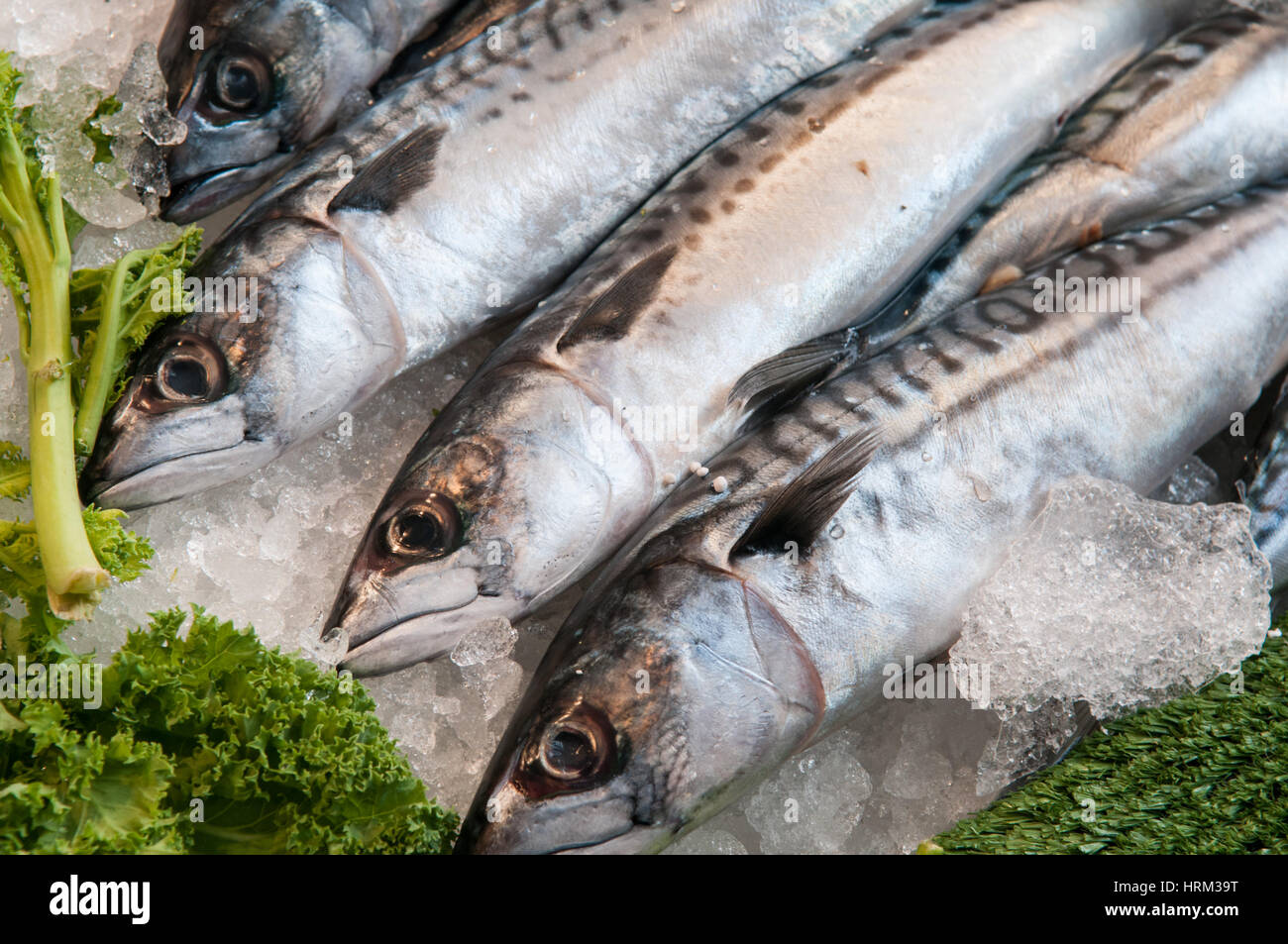 Mackerel fish on ice at the local market Stock Photo Alamy