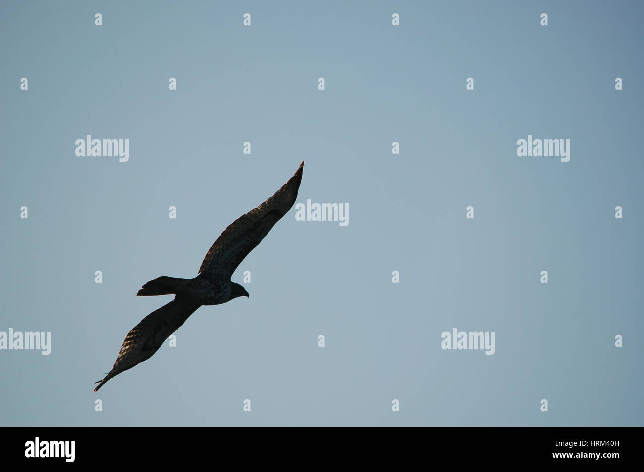 Hawks flying hi-res stock photography and images - Alamy
