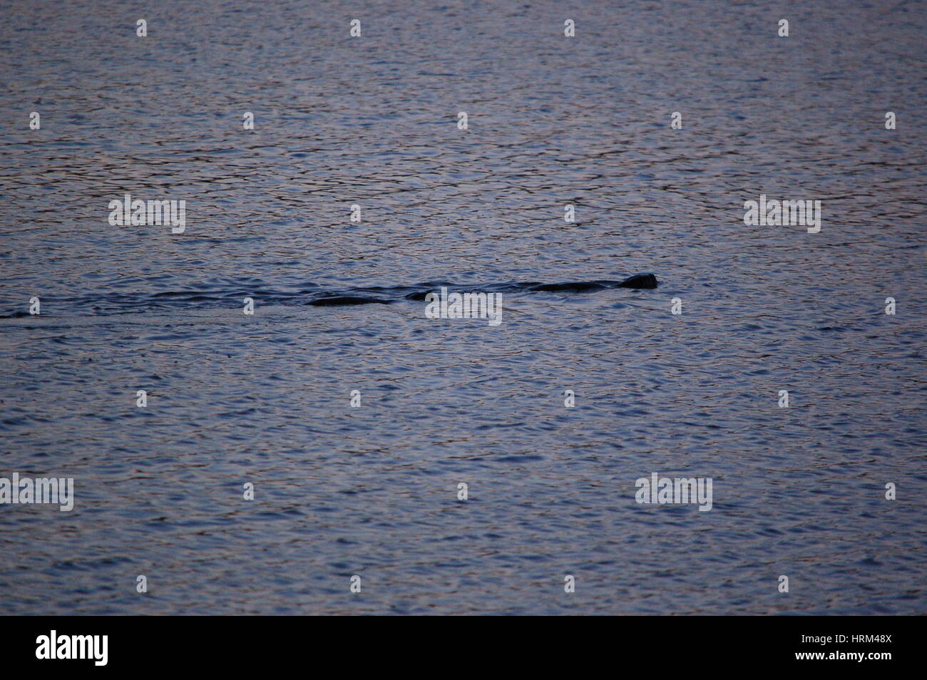 river otters playing in ponds Stock Photo Alamy