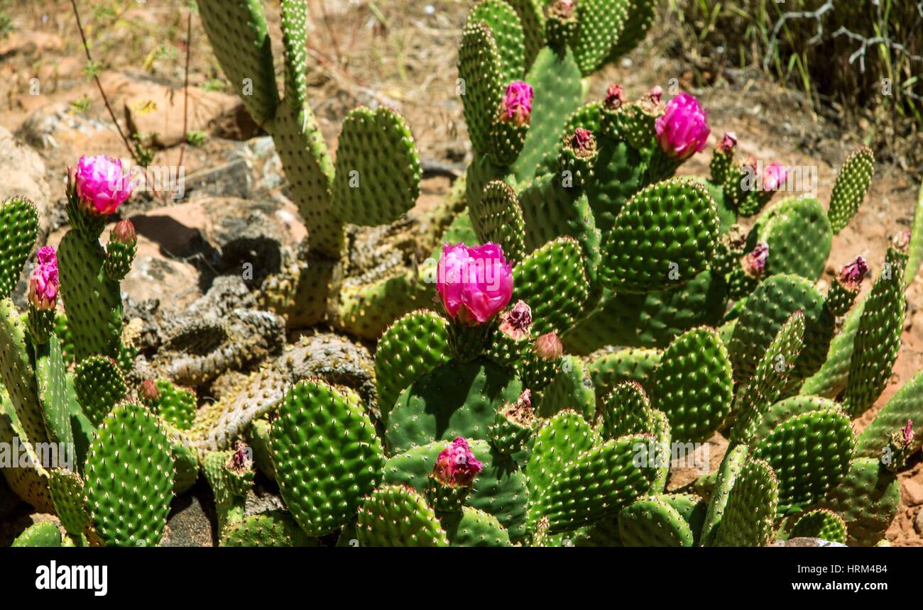 Prickly Pear Cactus flower during spring at Zion National Park, Utah. Stock Photo