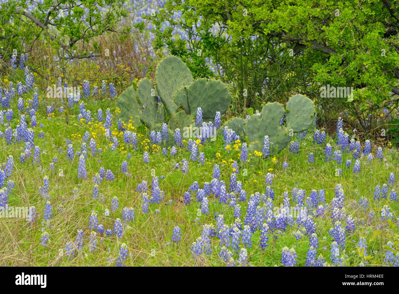 Flowering Texas in a field with spring mesquite trees and