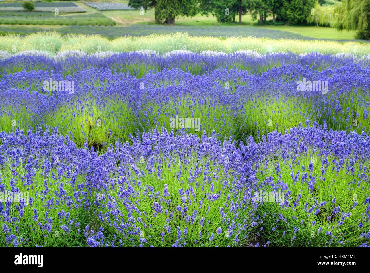 Growing Lavender, scientific name, Lavandula, Sequim, Olympic Peninsula