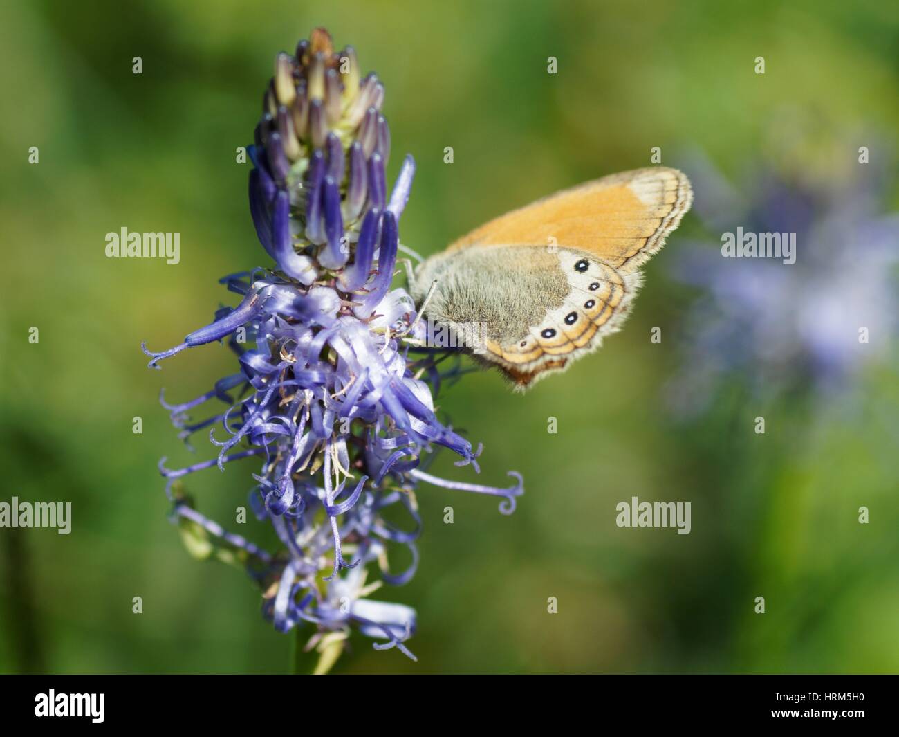 lpine Heath (Coenonympha gardetta) on a flower, Alps, France Stock Photo