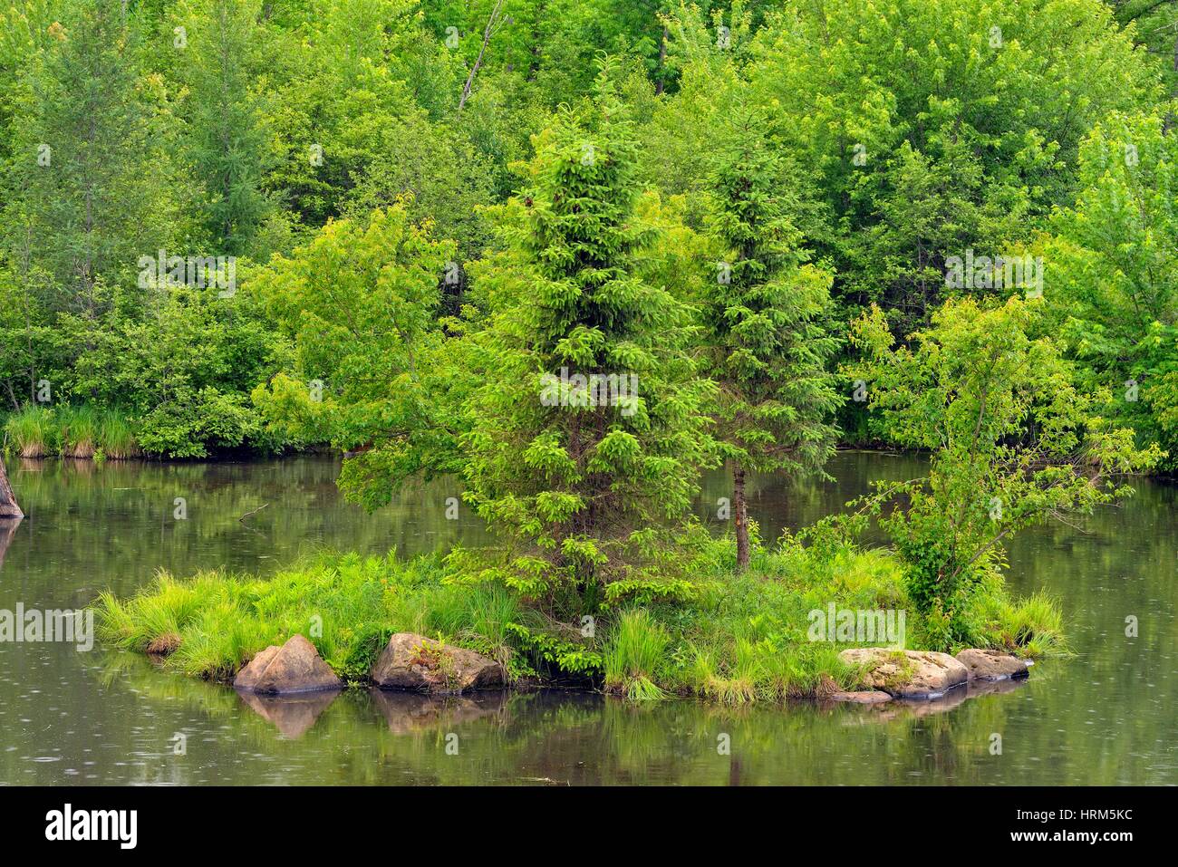 Reflections in a small pond, Minnesota Wildlife Connection, Sandstone, Minnesota, USA Stock