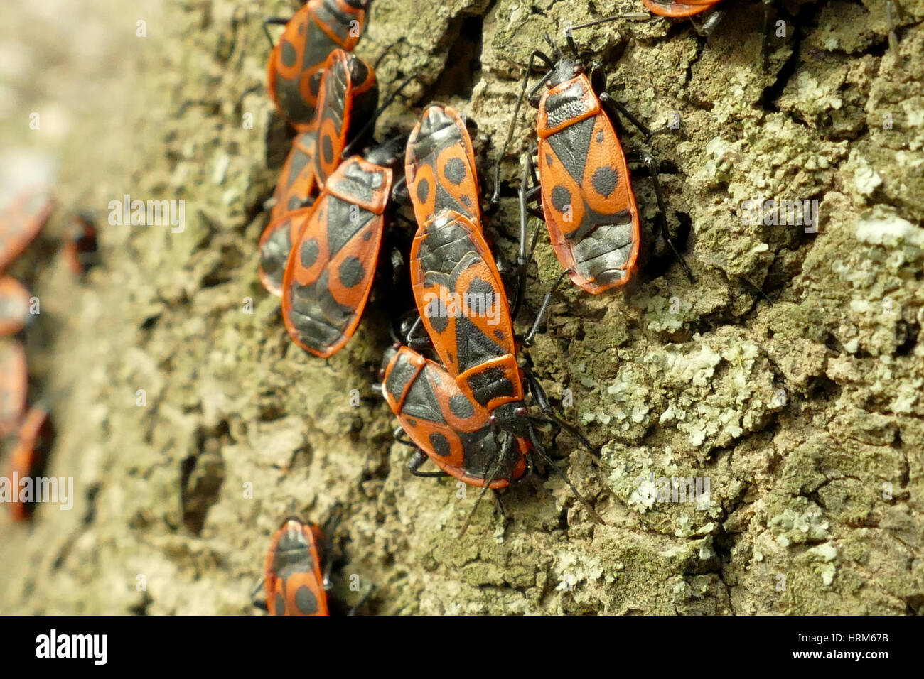 Banded Tree Bug Circle spots on trunk tree hi-res stock photography and images - Alamy