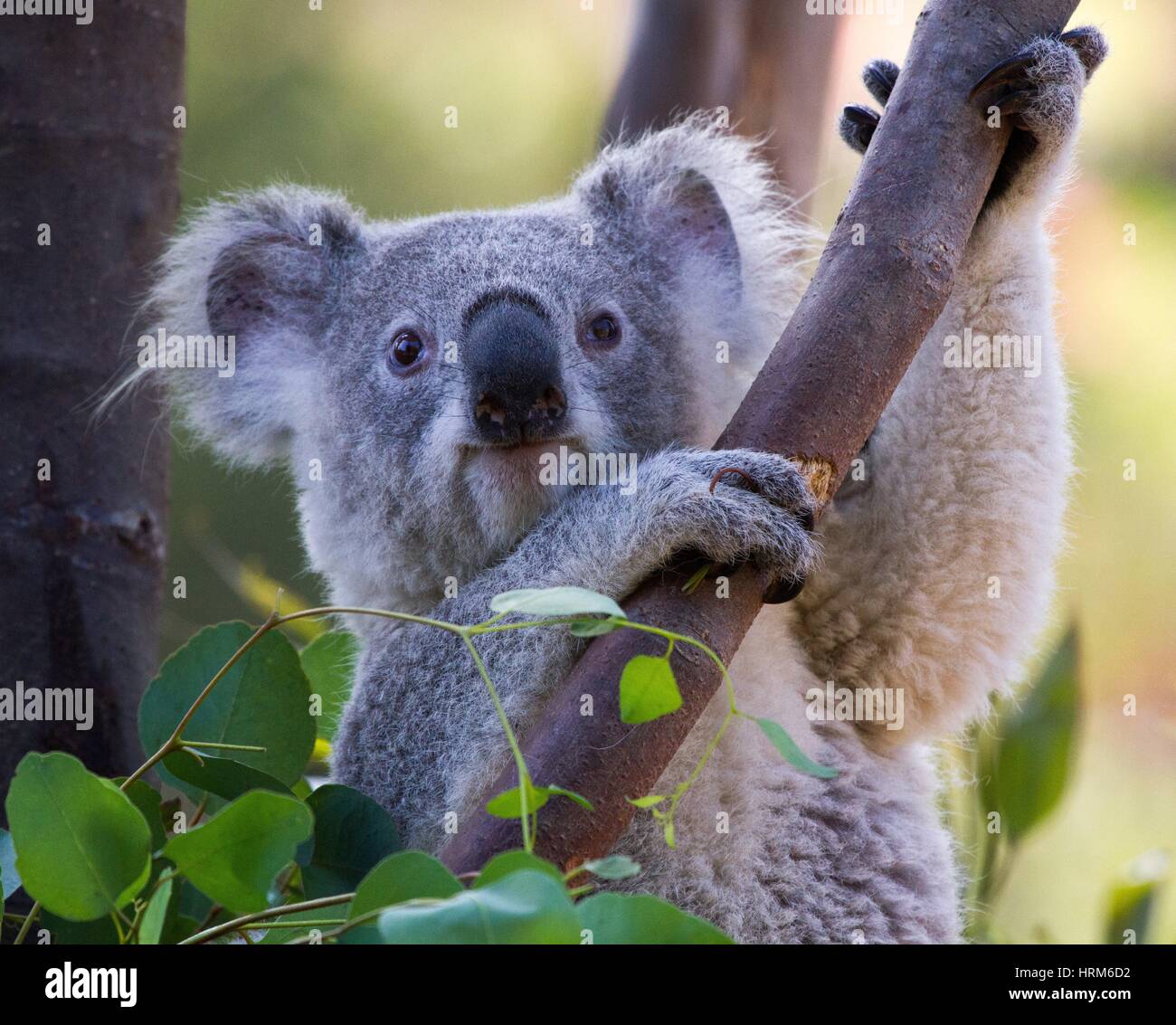 Koala in a Eucalyptus tree in North America, USA Stock Photo Alamy