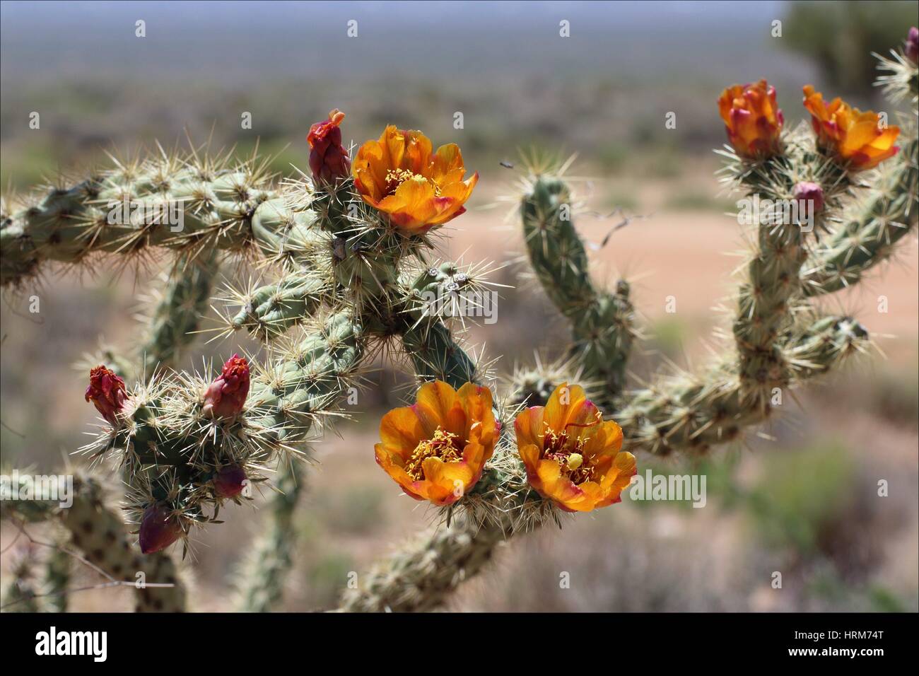 Full thorn flower hires stock photography and images Alamy
