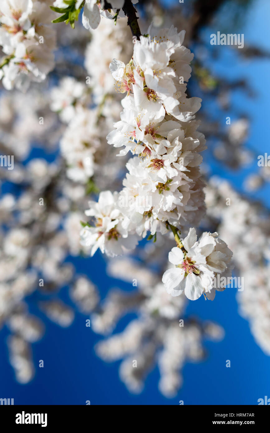 Spring flowering branches, white flowers,  blossoms Almond close Stock Photo