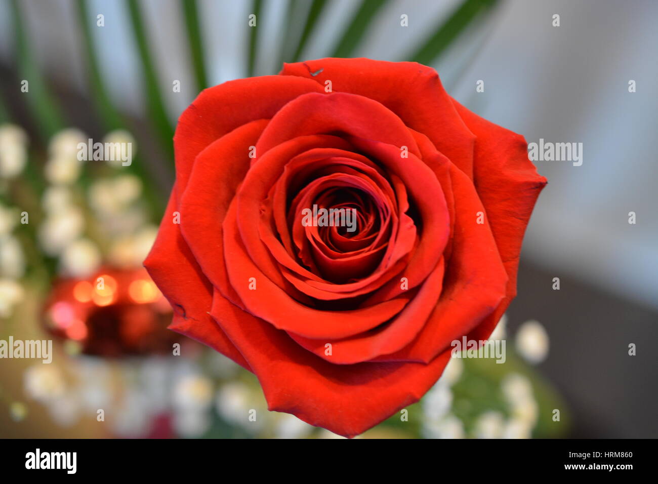 A red rose shown close up Stock Photo - Alamy