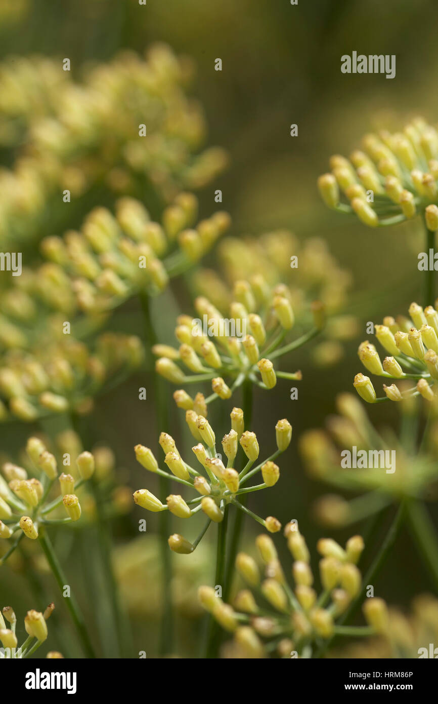 Fennel seed tree hi-res stock photography and images - Alamy
