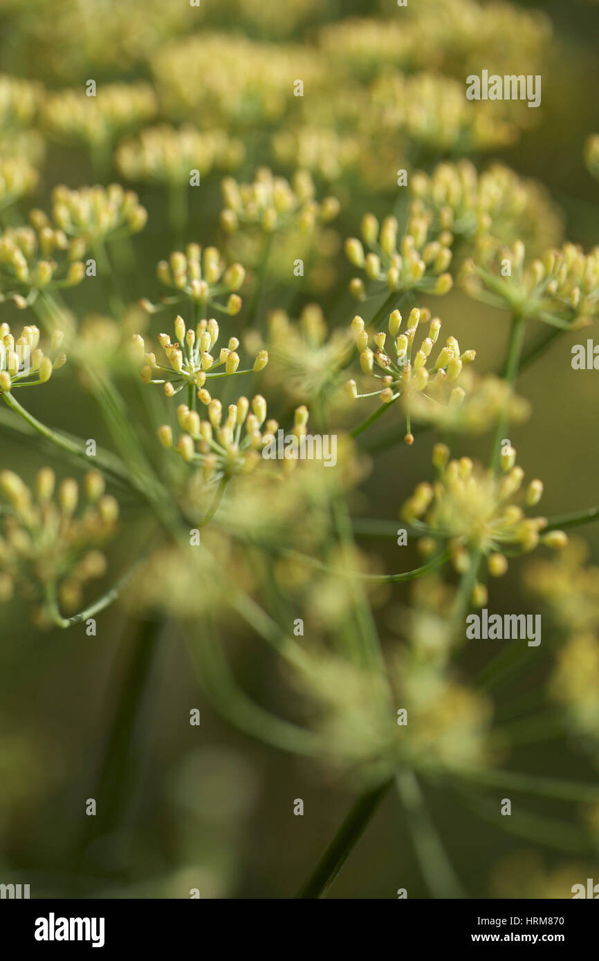 Bunch of fennel hires stock photography and images Alamy