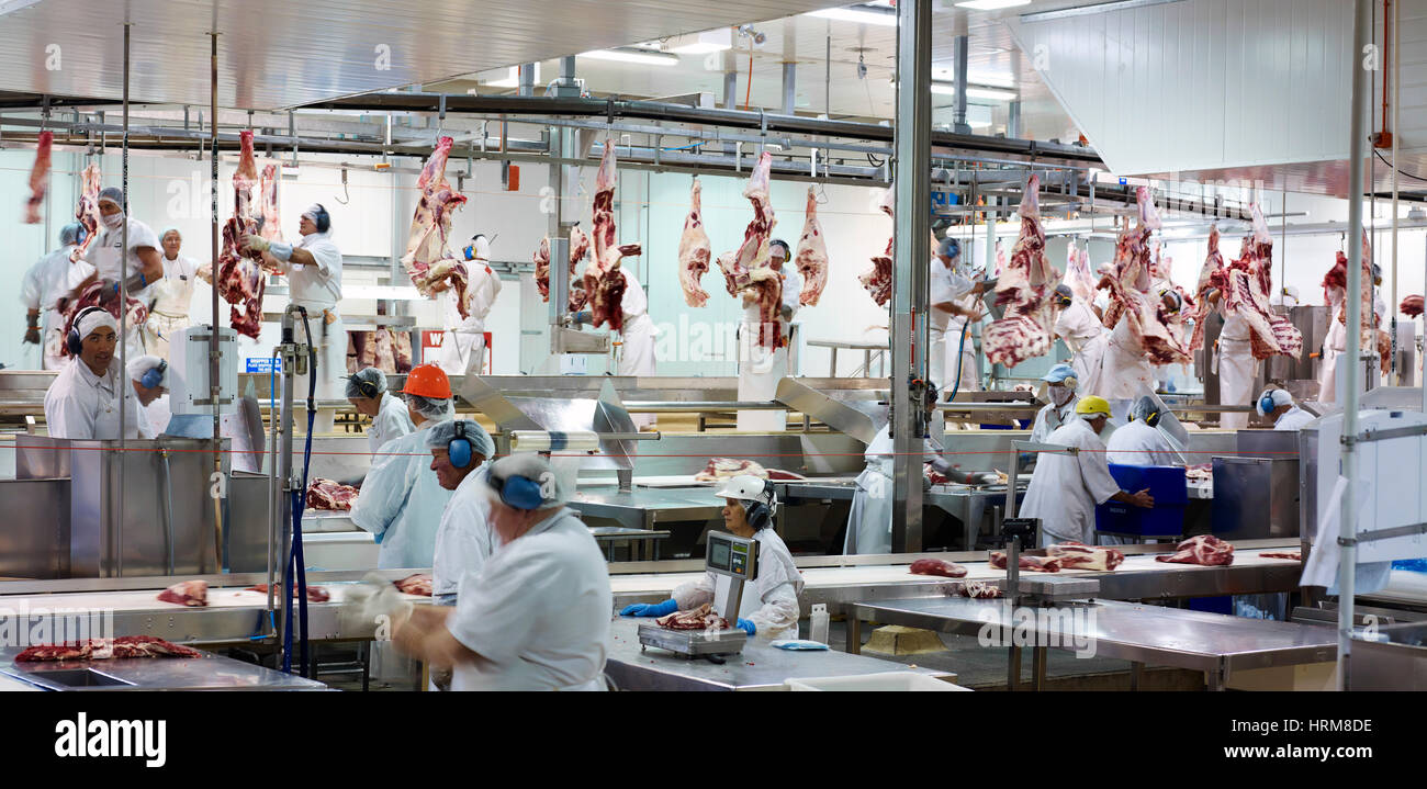 the chain production line in modern abattoir Stock Photo - Alamy